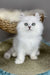 Versace | british longhair kitten