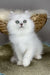 Versace | british longhair kitten