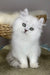 Versace | british longhair kitten