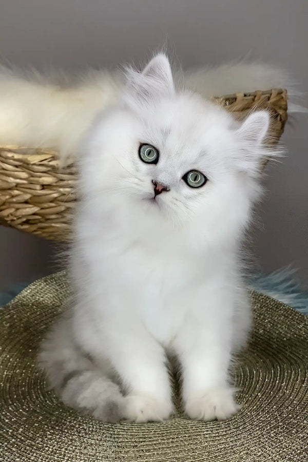 Versace | british longhair kitten