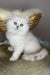 Versace | british longhair kitten