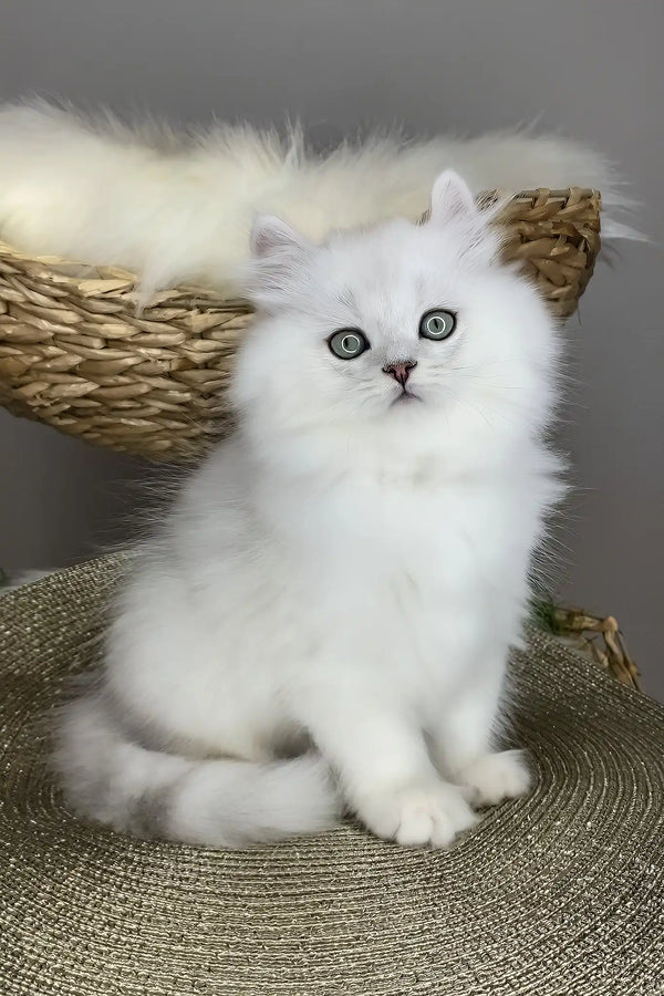 Versace | british longhair kitten