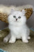 Versace | british longhair kitten