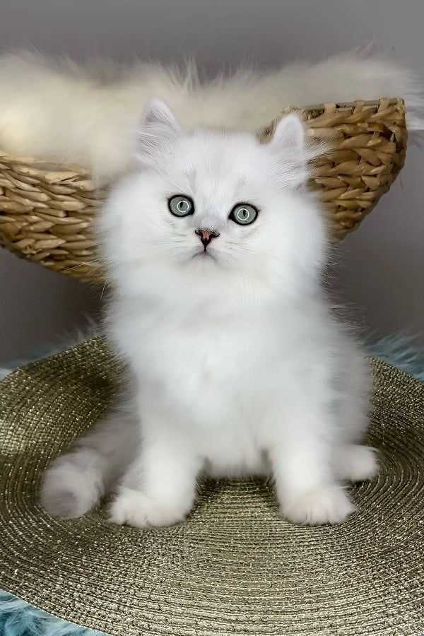 Versace | british longhair kitten