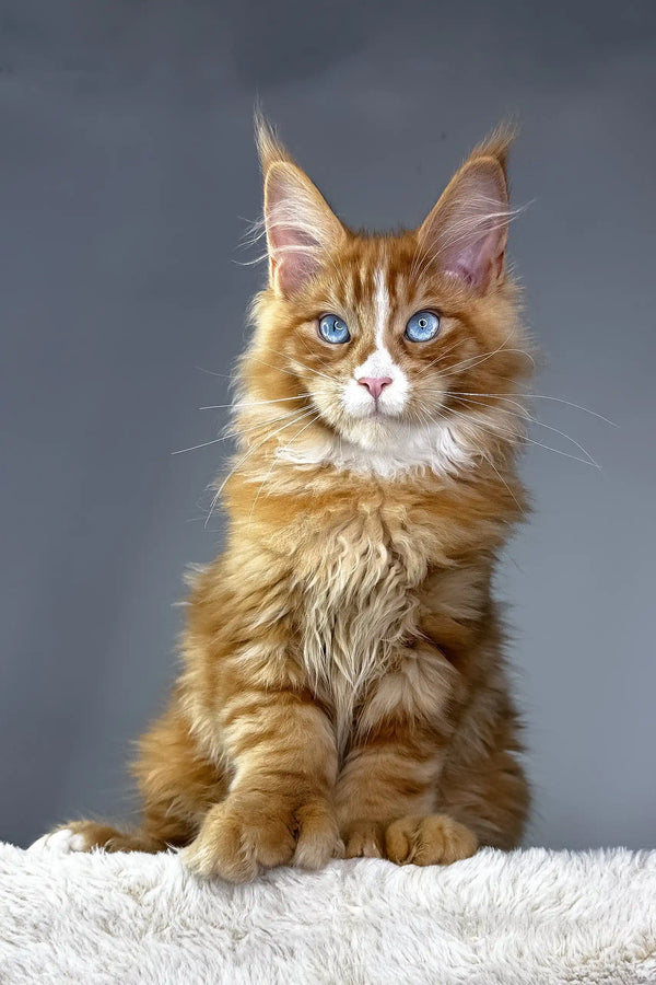 Orange Maine Coon kitten with blue eyes in Versace Polydactyl design