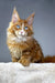 Orange Maine Coon kitten with blue eyes in Versace Polydactyl style