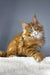 Orange Maine Coon kitten with blue eyes featured in Versace product