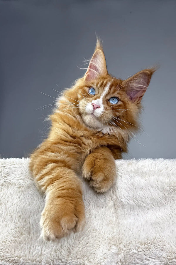 Orange Maine Coon kitten with blue eyes from Versace’s Polydactyl collection