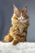 Orange Maine Coon kitten with blue eyes from Versace Polydactyl collection