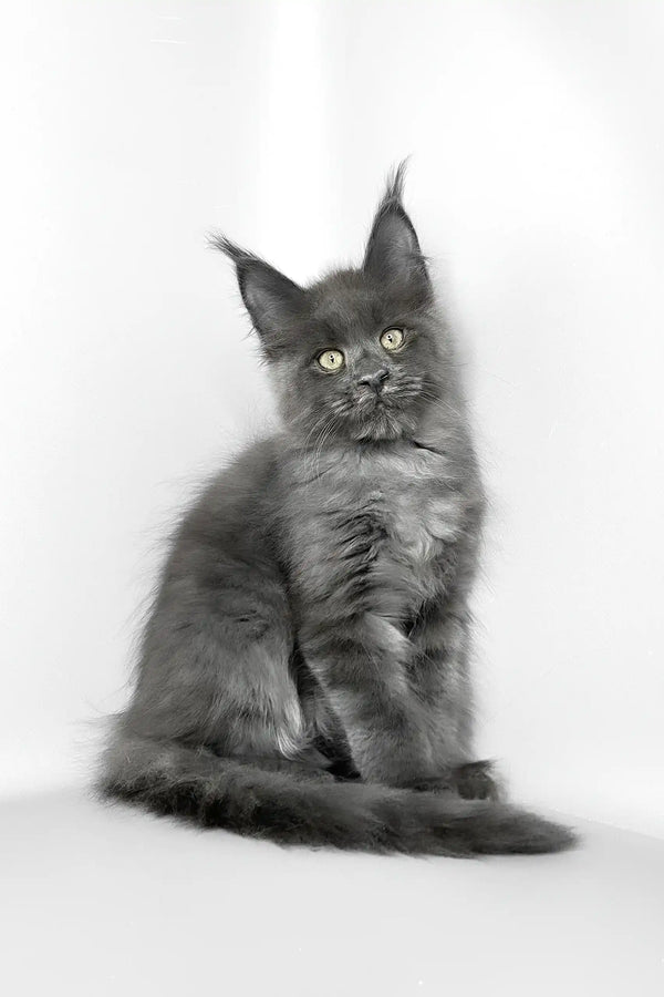 Vesta | maine coon kitten