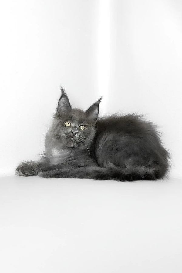 Vesta | maine coon kitten
