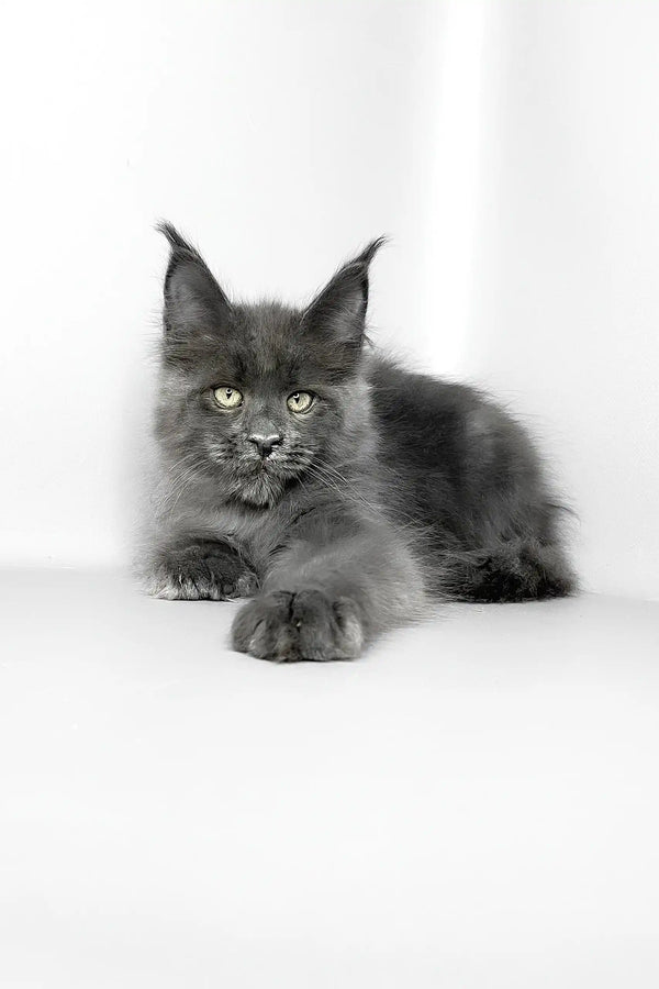 Vesta | maine coon kitten