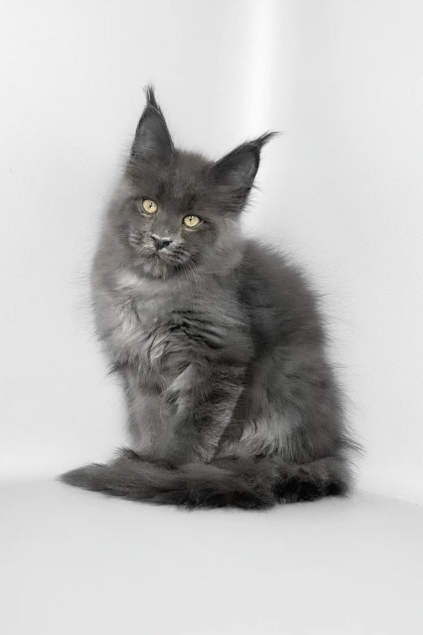 Vesta | maine coon kitten