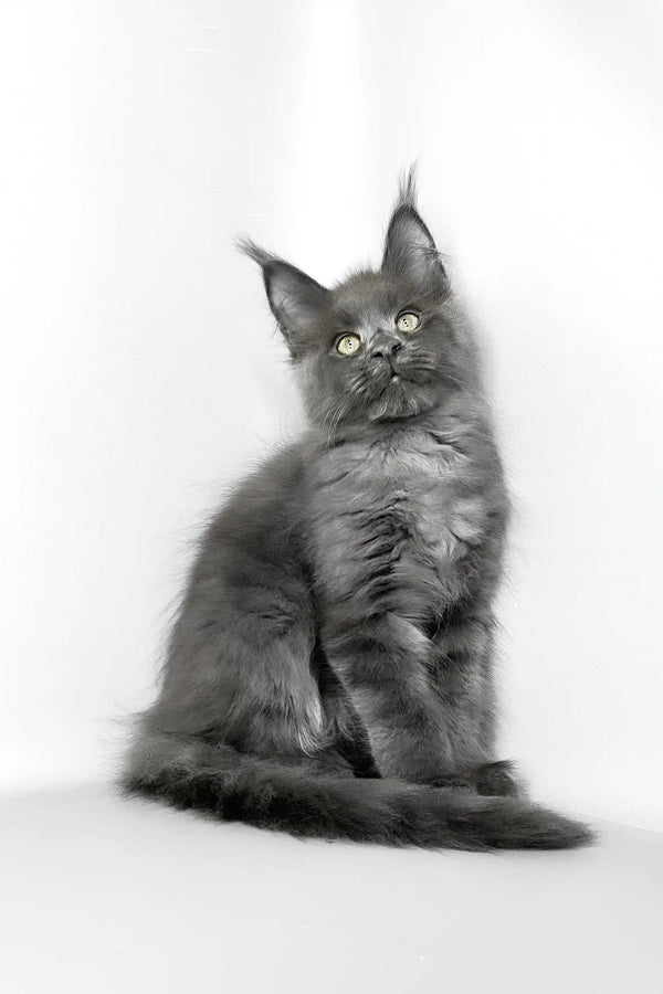 Vesta | maine coon kitten