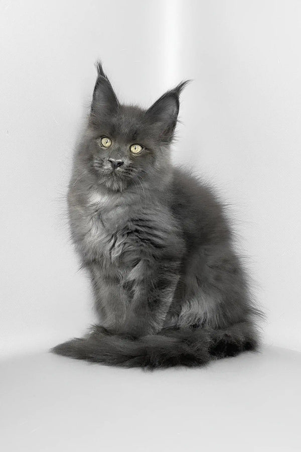 Vesta | maine coon kitten