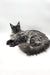 Majestic Maine Coon cat lounging with long silver-gray fur in Vesta Maine Coon Kitten