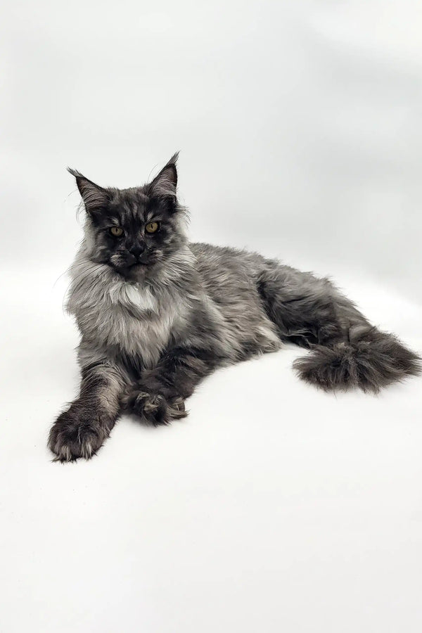 Majestic Maine Coon cat with smoky gray fur in a regal pose for Vesta Maine Coon Kitten