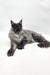 Majestic Maine Coon cat with grey fur lounging elegantly for Vesta Maine Coon Kitten