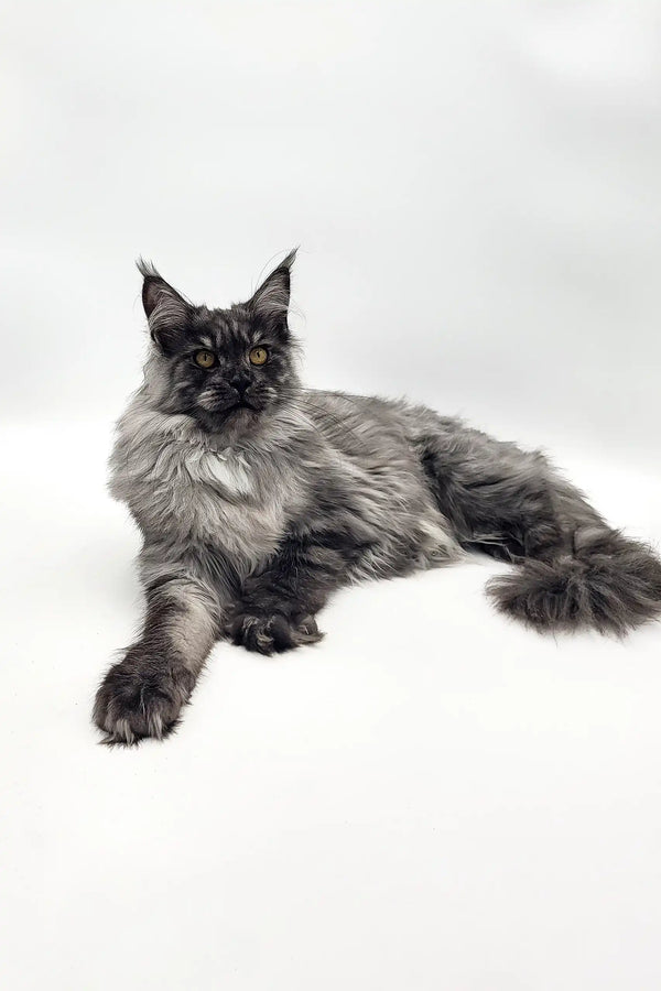 Majestic Maine Coon cat with grey fur lounging elegantly for Vesta Maine Coon Kitten