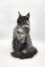 Majestic Maine Coon cat with long grey and black fur sitting upright, Vesta Maine Coon Kitten