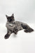 Majestic grey Maine Coon cat lounging with fluffy tail for Vesta Maine Coon Kitten