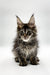 Maine Coon kitten with fluffy coat and ear tufts from Vevch, perfect for cuddles