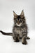 Fluffy Maine Coon kitten with ear tufts and alert look for Vevch Maine Coon Kitten