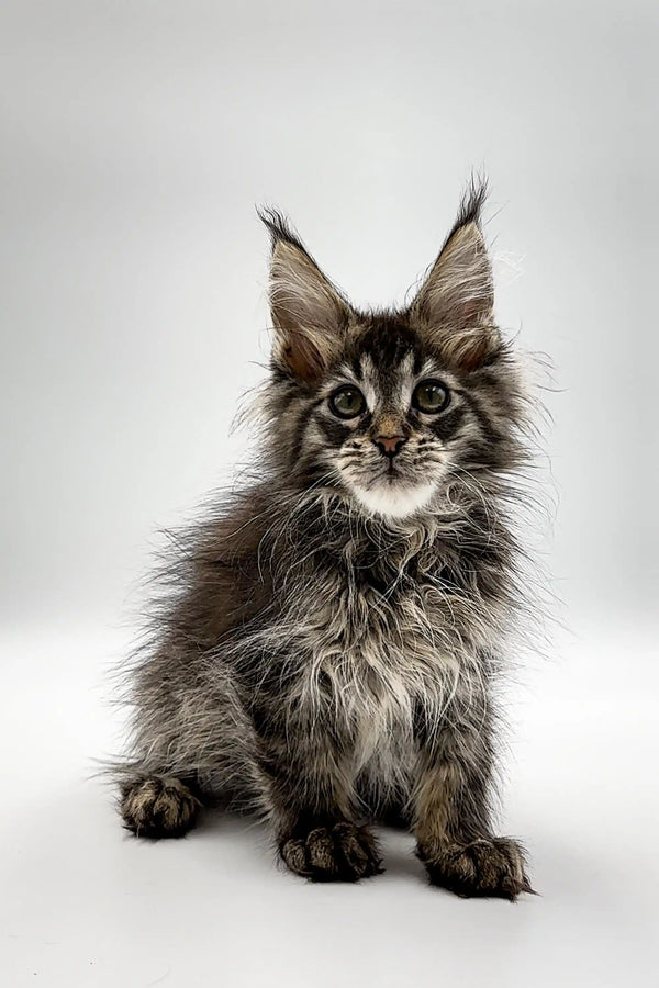 Fluffy Maine Coon kitten with ear tufts, perfect for the Vevch collection