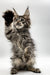 Fluffy Maine Coon kitten on hind legs with paw raised, perfect for any cat lover