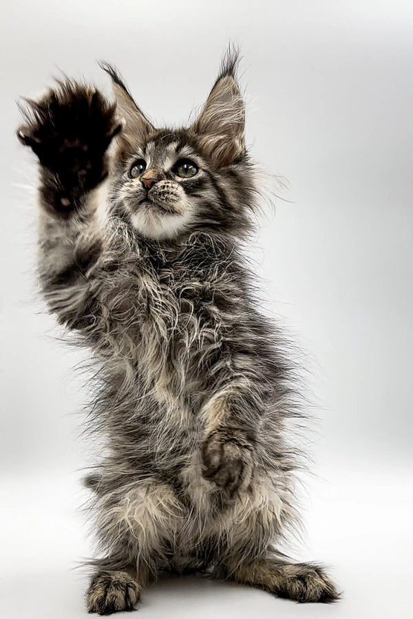 Fluffy Maine Coon kitten on hind legs with paw raised, perfect for any cat lover