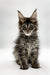 Maine Coon kitten with fluffy coat and ear tufts from Vevch collection