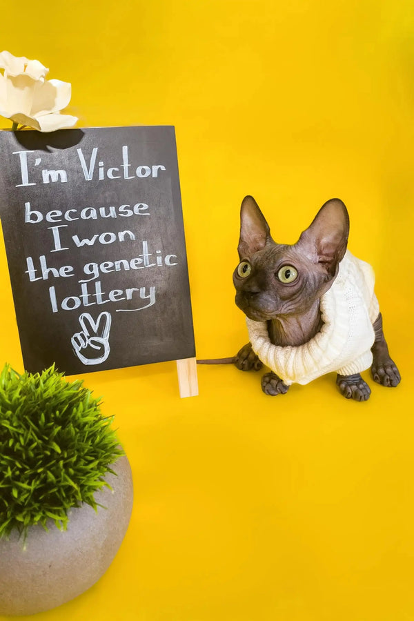 Hairless Sphynx Cats for Sale Victor | Bambino Kitten
