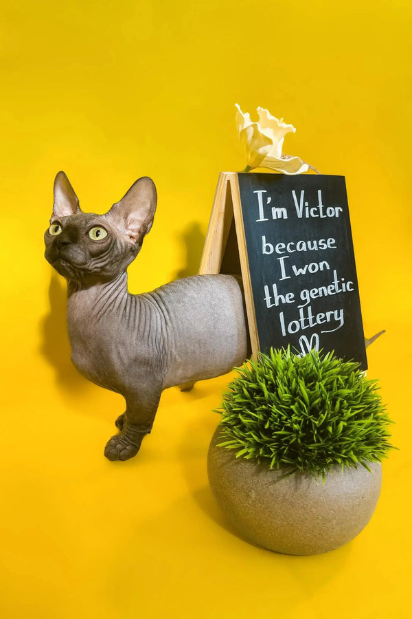 Hairless Sphynx cat with a chalkboard sign and plant, perfect for Victor Bambino Kitten