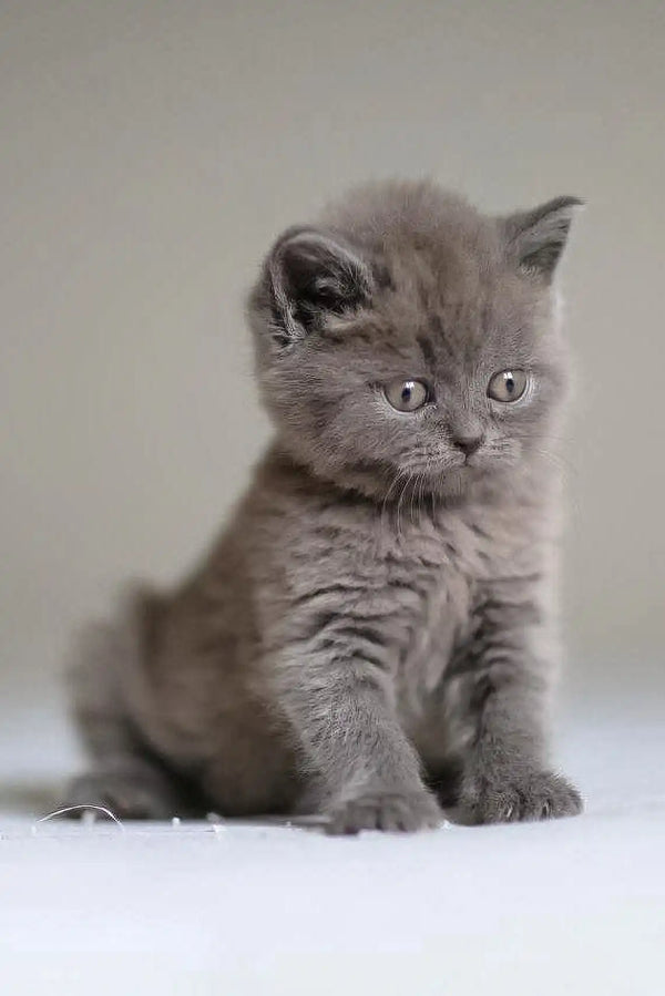 Adorable grey British Shorthair kitten with bright eyes in Victor Scottish Straight Kitten