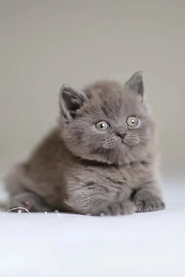 Adorable grey British Shorthair kitten with bright eyes for Victor Scottish Straight Kitten