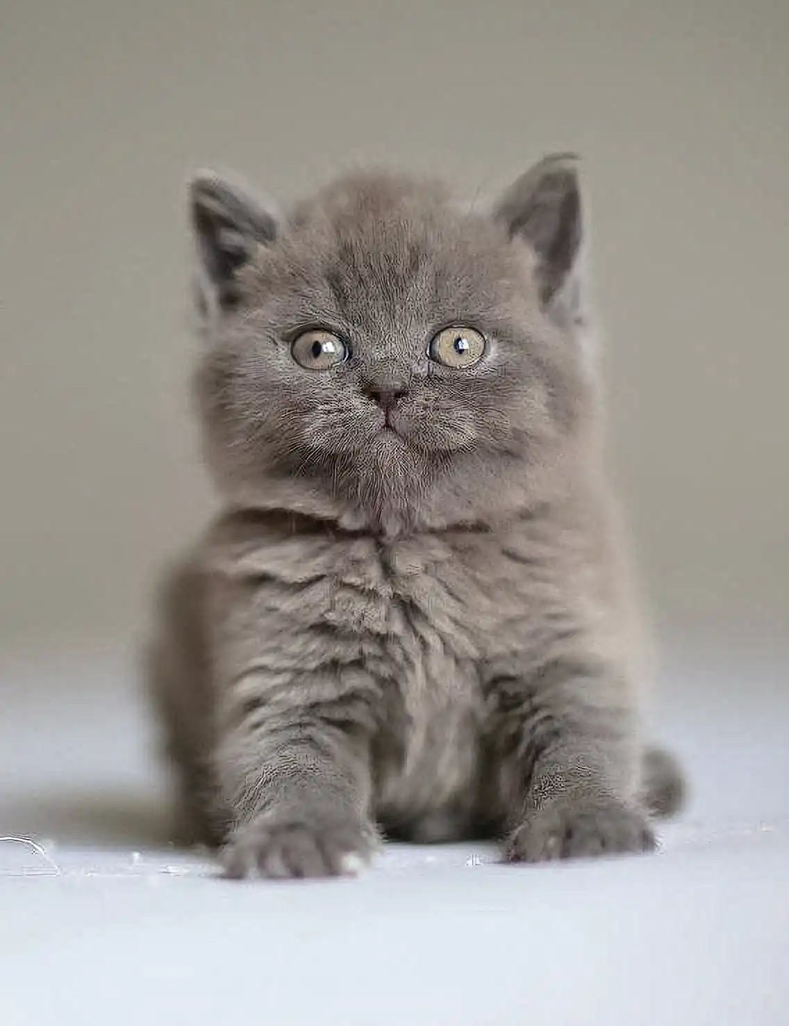 Fluffy grey British Shorthair kitten with bright eyes from Victor | Scottish Straight Kitten