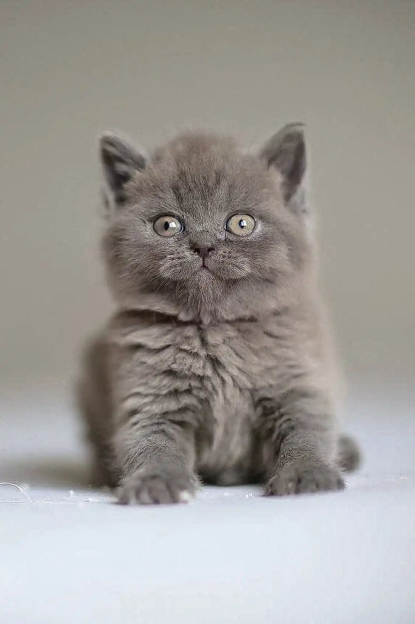 Fluffy grey British Shorthair kitten with bright eyes from Victor | Scottish Straight Kitten