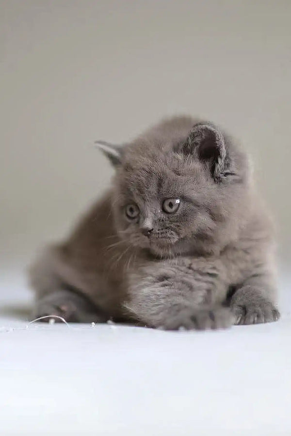 Gray British Shorthair kitten with bright eyes lounging for Victor Scottish Straight Kitten