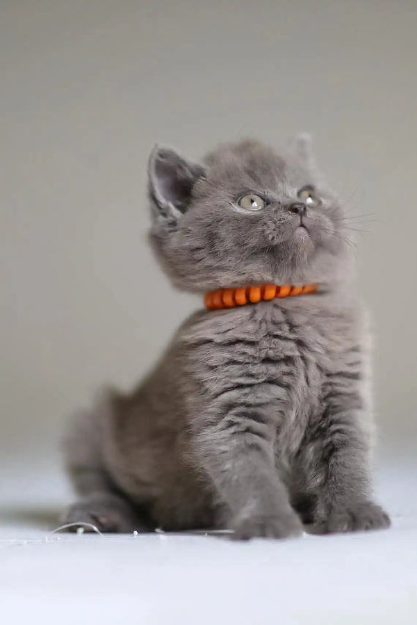 Grey kitten with orange collar gazing up, perfect for Victor, the Scottish Straight Kitten