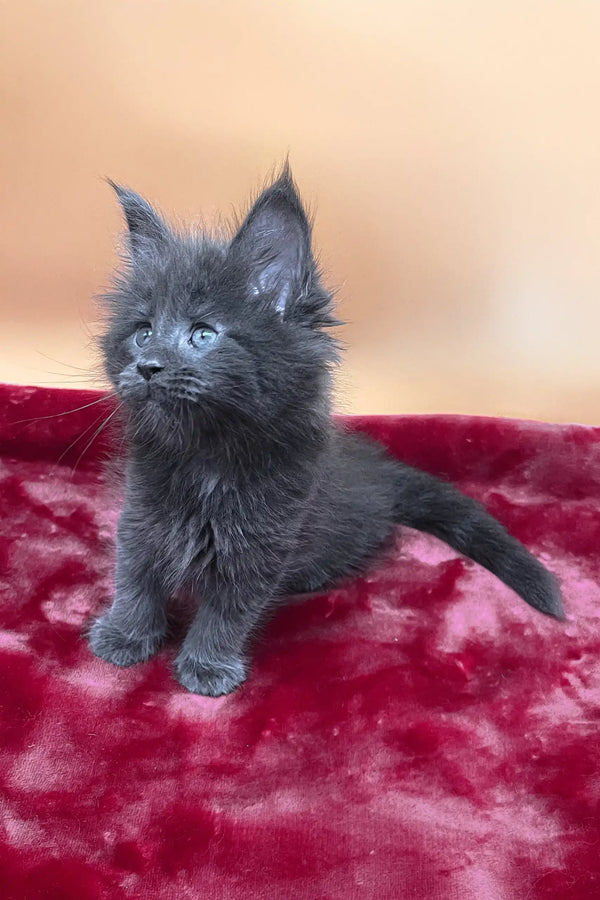 Victoria | maine coon kitten