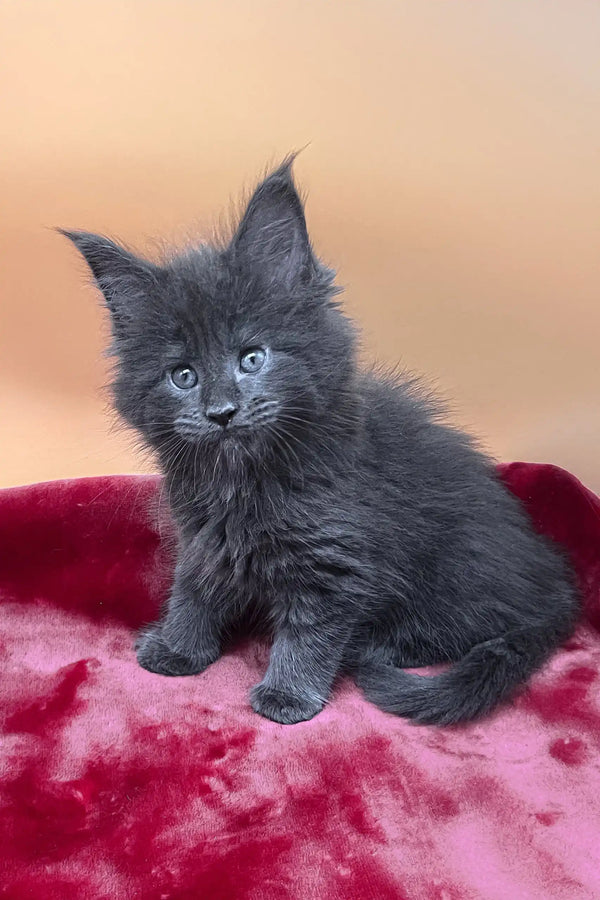 Victoria | maine coon kitten