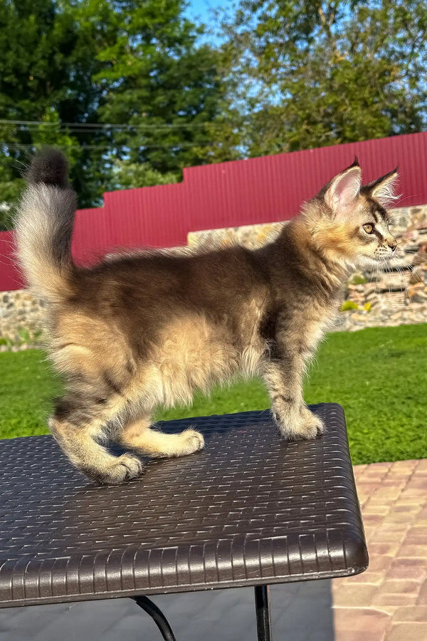 Victory | golden maine coon kitten