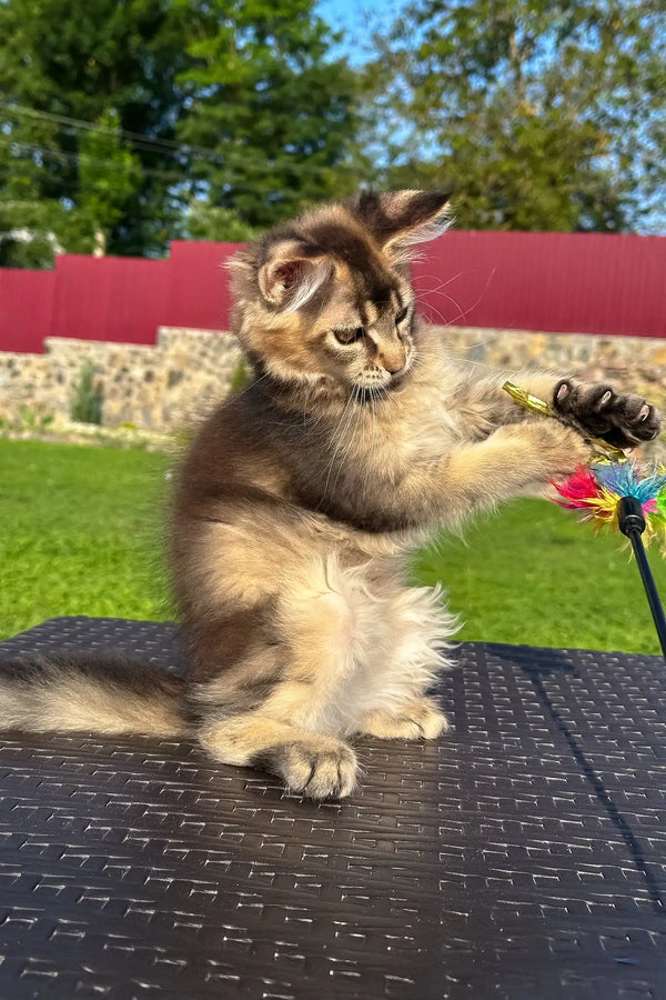 Victory | golden maine coon kitten