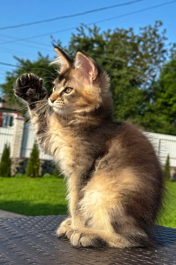 Victory | golden maine coon kitten
