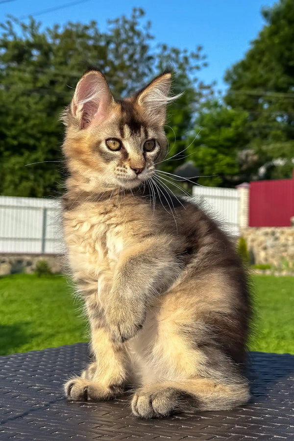Victory | golden maine coon kitten