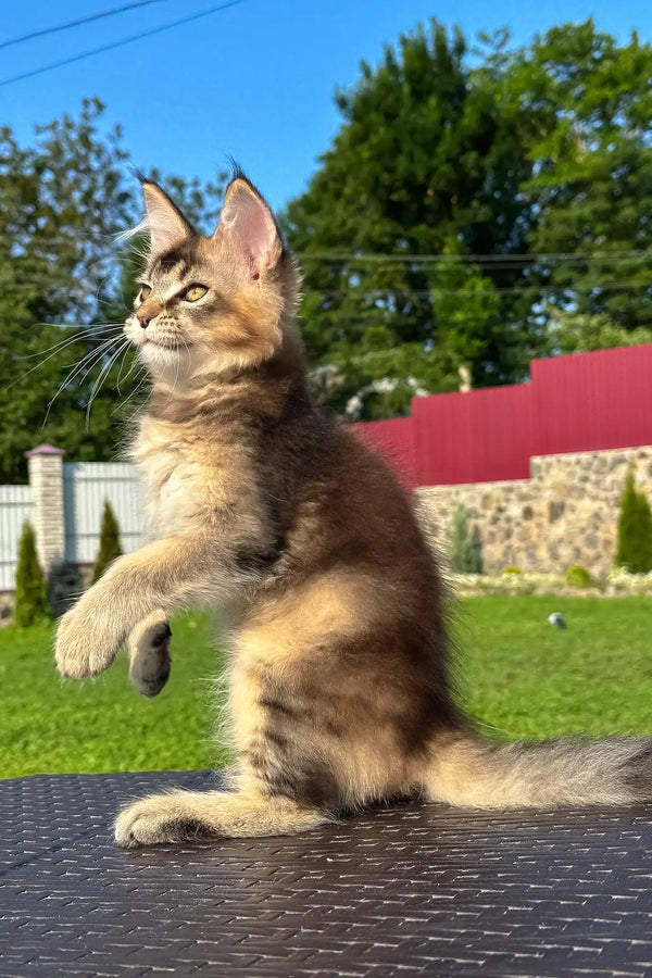 Victory | golden maine coon kitten