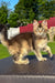 Victory | golden maine coon kitten