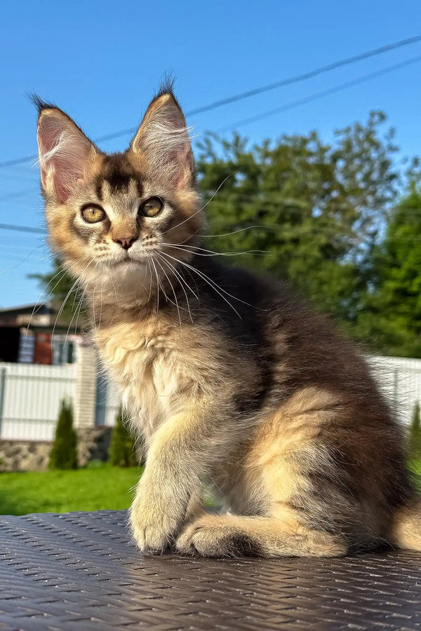 Victory | golden maine coon kitten