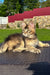 Victory | golden maine coon kitten