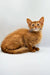 Orange tabby kitten with alert expression, perfect for Somali Kitten lovers